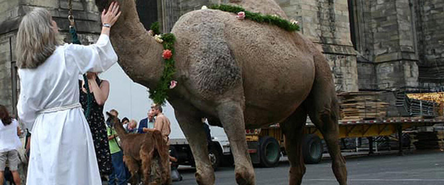 A camel is prepped to attend the pet blessing service at the Cathedral at Saint John the Divine. A camel is prepped to attend the pet blessing service at the Cathedral at Saint John the Divine.