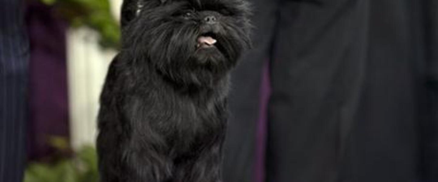 Banana Joe wins best in show at the 137th Westminister Dog Show. (Photo via AP) Banana Joe wins best in show at the 137th Westminister Dog Show. (Photo via AP)
