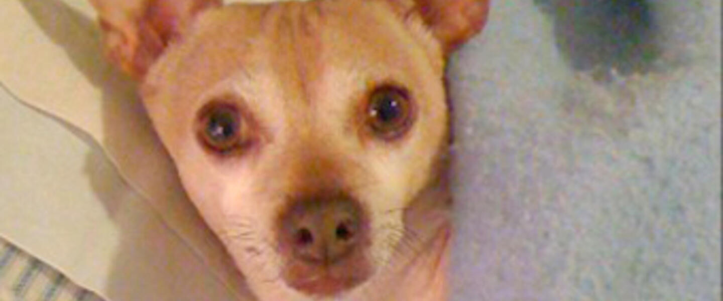 Bijou is surprised by an impromptu photo while he's relaxing in bed. Bijou is surprised by an impromptu photo while he's relaxing in bed.