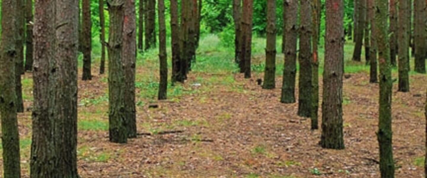 Biomass is a Major New Source for Energy @ Georgia Power