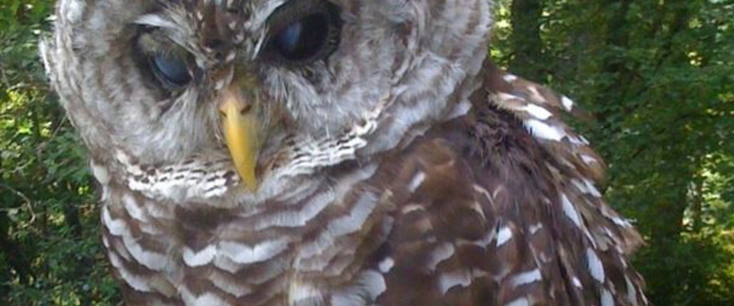Hooty the owl... no pics of the goldfish but they were there! Hooty the owl... no pics of the goldfish but they were there!