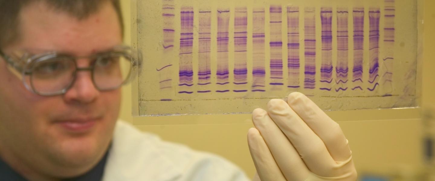 Courtesy, <a href="http://en.wikipedia.org/wiki/DNA_profiling" target="_blank">Wikipedia</a> Courtesy, <a href="http://en.wikipedia.org/wiki/DNA_profiling" target="_blank">Wikipedia</a>