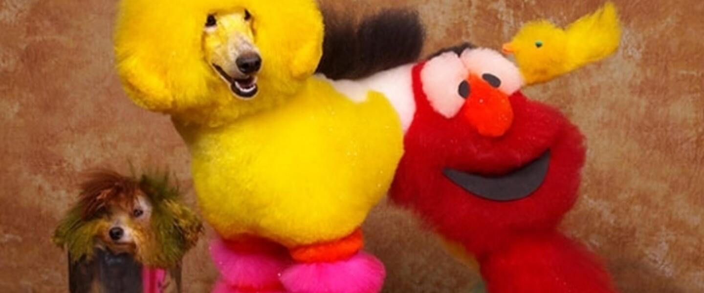 Kobe is transformed into a Sesame Street themed dog, part Big Bird, part Elmo. (Image from thefrisky.com.) Kobe is transformed into a Sesame Street themed dog, part Big Bird, part Elmo. (Image from thefrisky.com.)