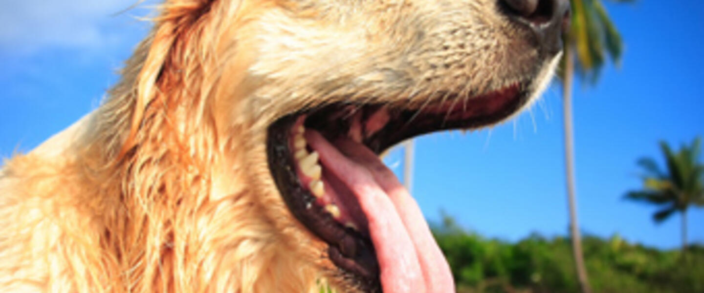 Dr. Johnson recommends bringing containers of water for to keep your dogs hydrated during roadtrips. Dr. Johnson recommends bringing containers of water for to keep your dogs hydrated during roadtrips.