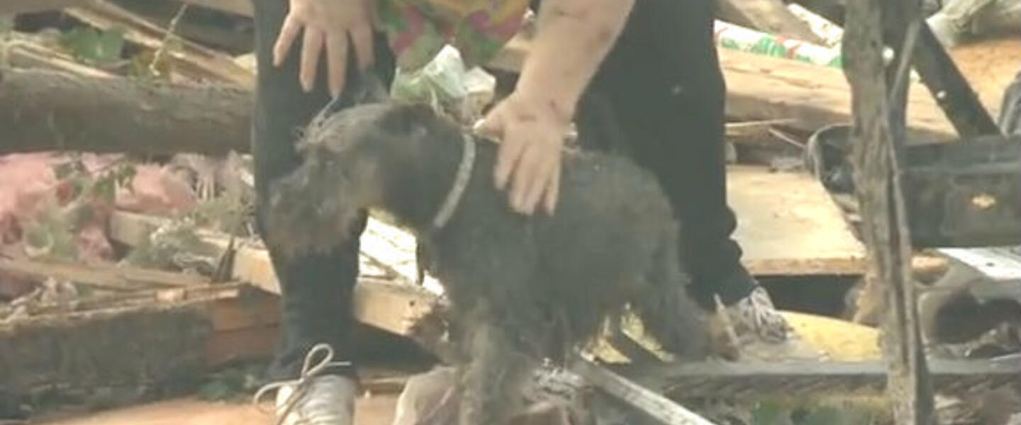 This dog was pulled from the Oklahoma tornado rubble during an interview. This dog was pulled from the Oklahoma tornado rubble during an interview.