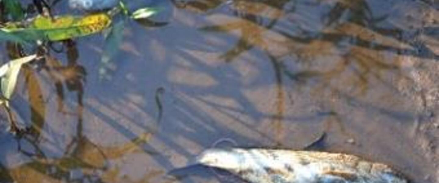 Image from the Ogeechee River fish kill last fall Image from the Ogeechee River fish kill last fall