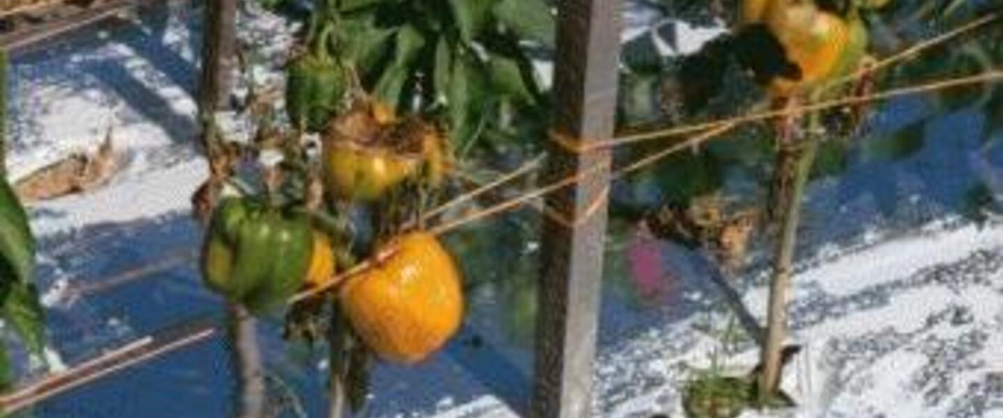 BELL PEPPERS with sunscald and fruit decay due to heat stress. Photo by Juan Carlos Diaz-Perez, University of Georgia BELL PEPPERS with sunscald and fruit decay due to heat stress. Photo by Juan Carlos Diaz-Perez, University of Georgia