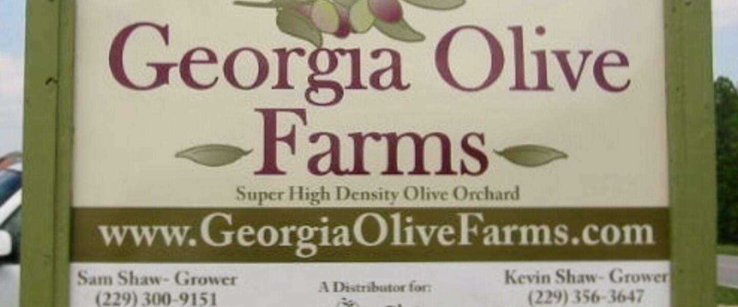 Georgia Olive Farms is Leading an American Emergence in Olive Oil Production