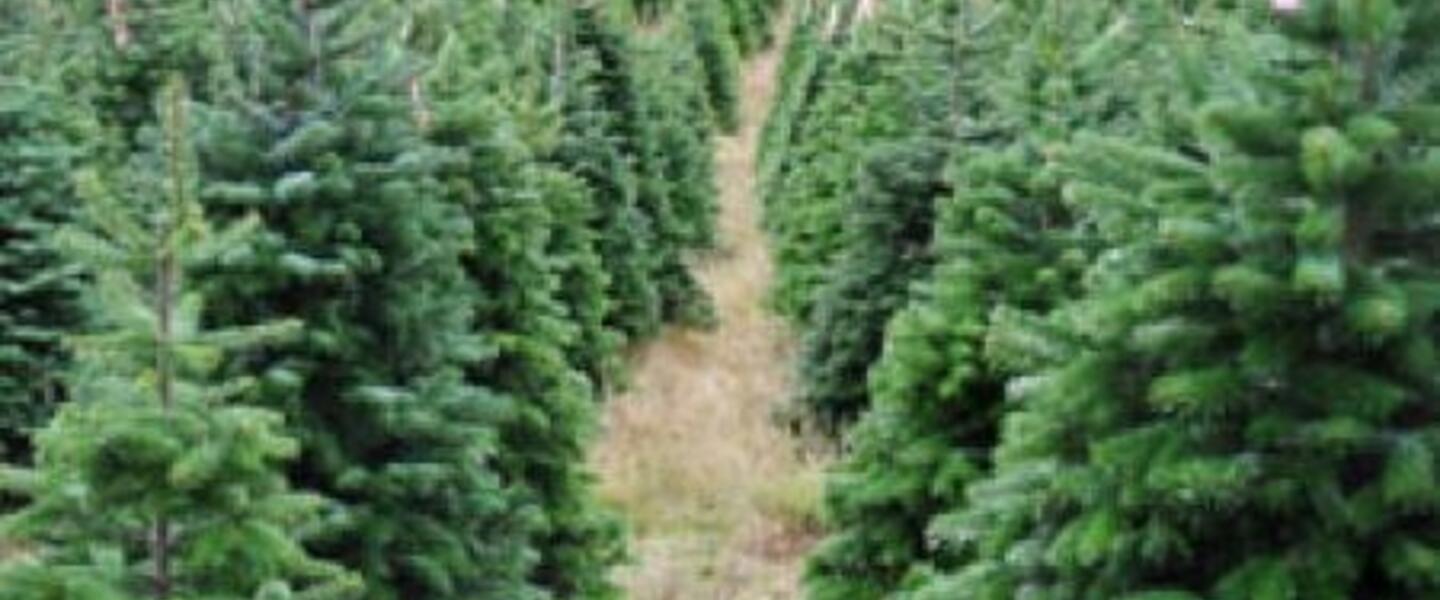 Georgia Christmas Tree Farms are Growing Georgia Christmas Tree Farms are Growing