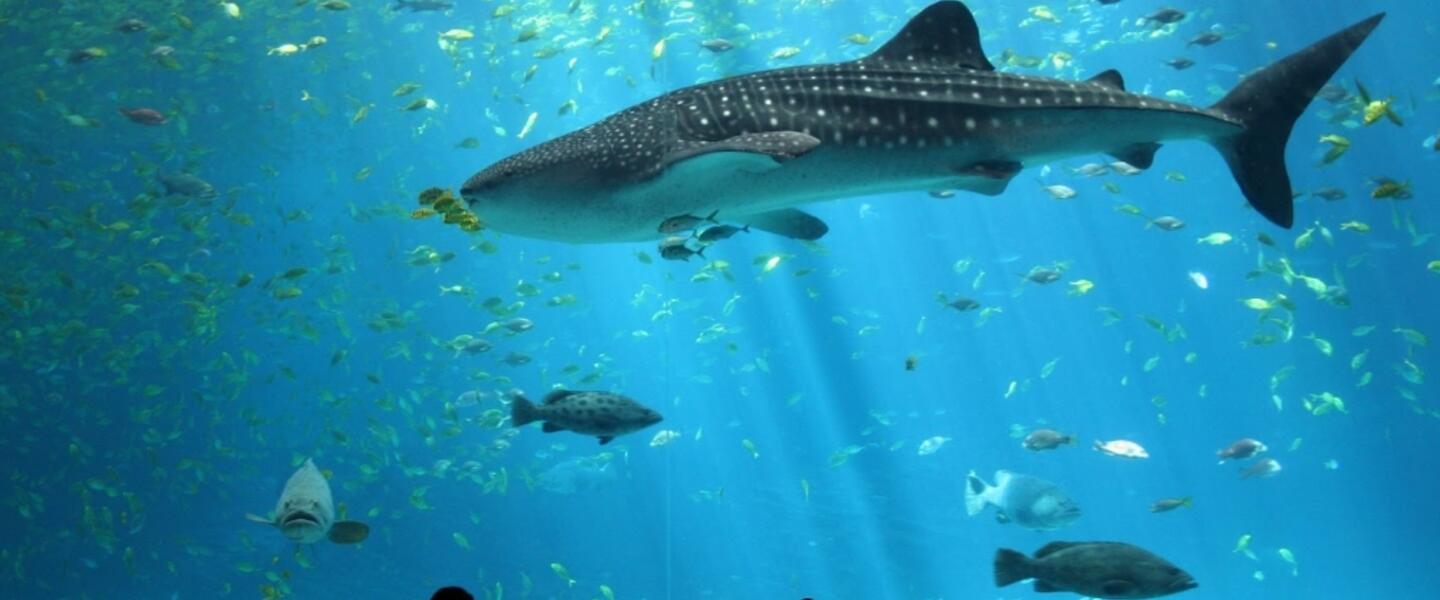 The Georgia Aquarium is on of the state's top tourist attractions The Georgia Aquarium is on of the state's top tourist attractions