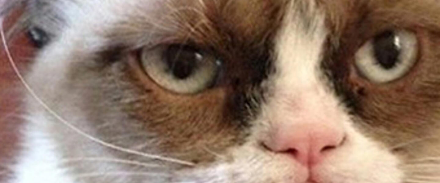Grumpy Cat (real name Tardar Sauce) is attracting lines of picture takers at SXSW. Grumpy Cat (real name Tardar Sauce) is attracting lines of picture takers at SXSW.