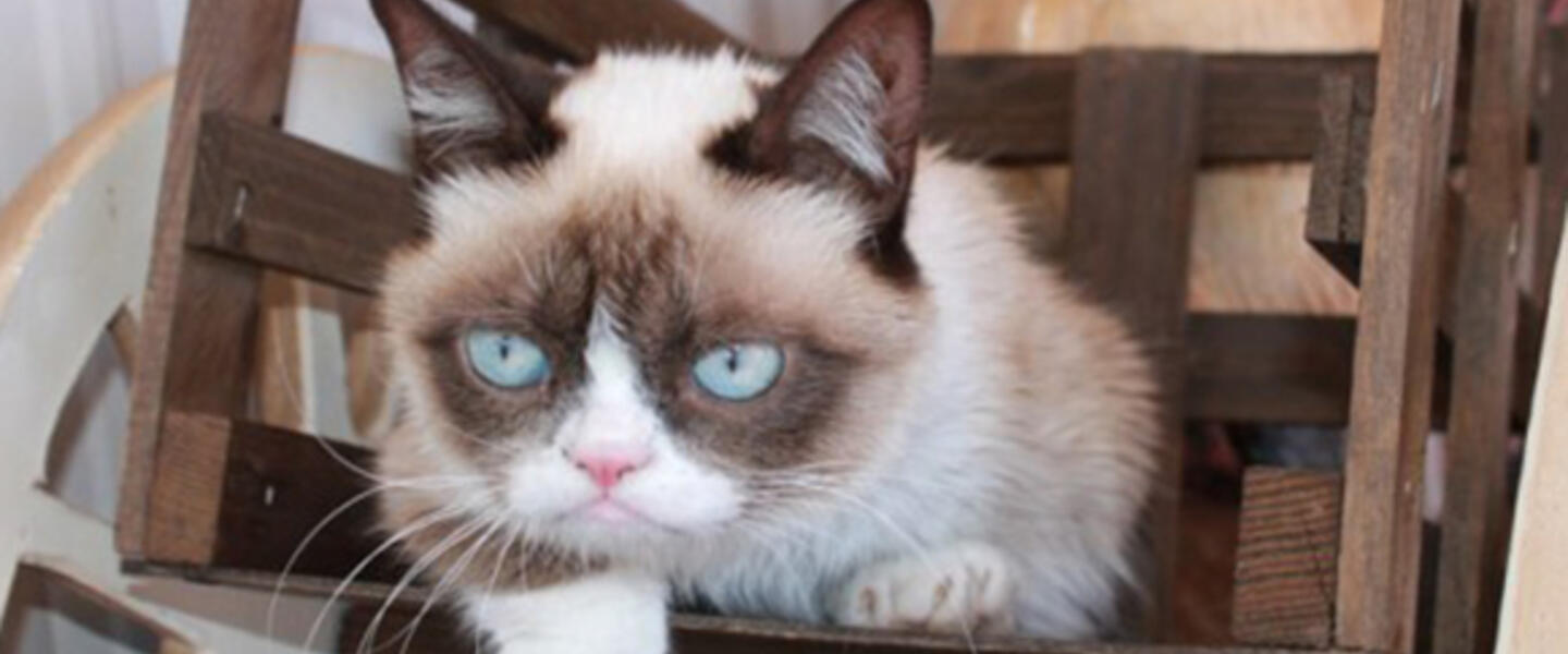 Image courtesy grumpycats.com