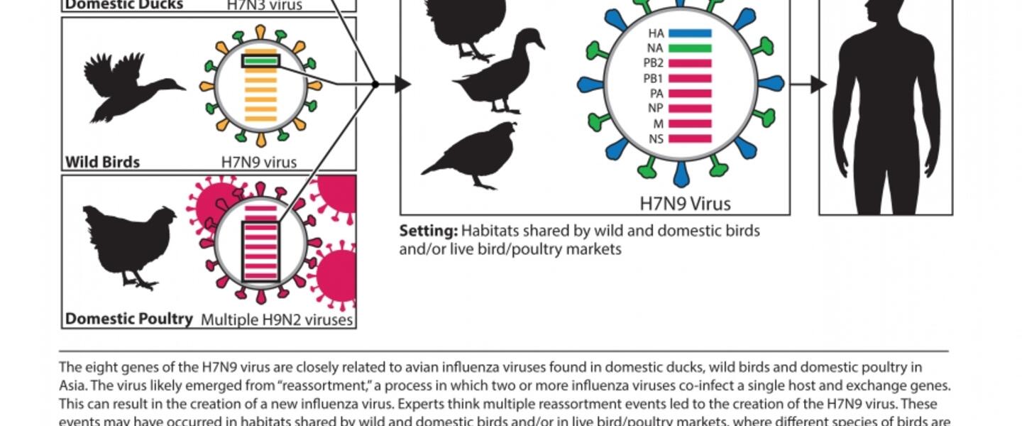 Courtesy, <a href="http://www.cdc.gov/flu/avianflu/h7n9-images.htm" target=""_blank>CDC</a>