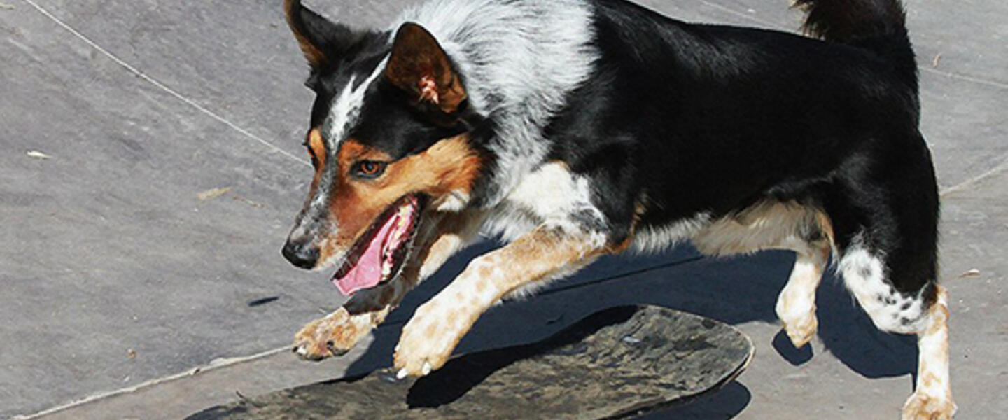 Jumpy prepares to go skateboarding - one of his many talents. Photo courtesy www.facebook.com/pages/We-are-Extreme-Dogs Jumpy prepares to go skateboarding - one of his many talents. Photo courtesy www.facebook.com/pages/We-are-Extreme-Dogs
