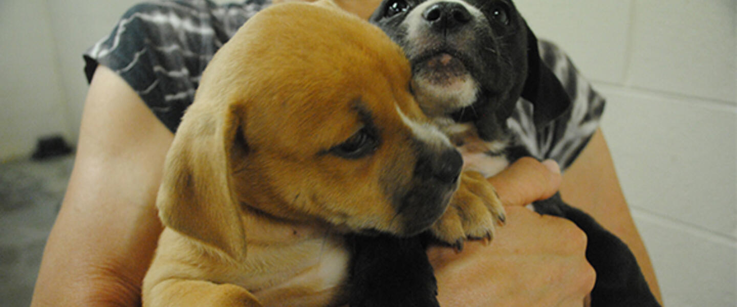 Image from lifelineanimal.org Image from lifelineanimal.org