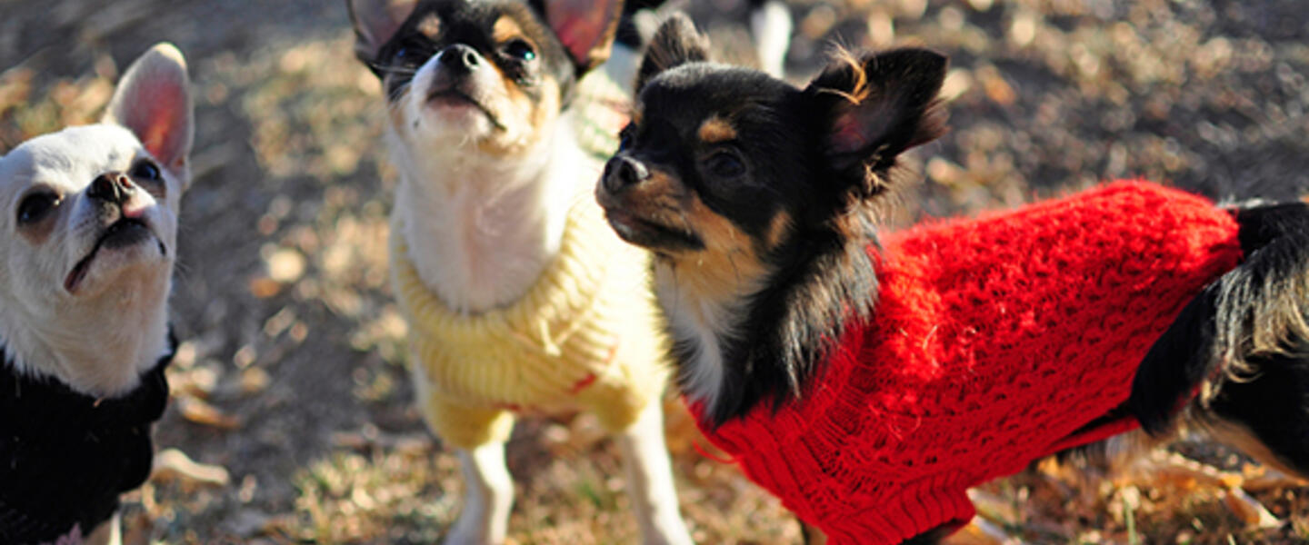 Dog sweaters aren't just cute, they do keep dogs warm by retaining body heat. Image via Flickr.com Dog sweaters aren't just cute, they do keep dogs warm by retaining body heat. Image via Flickr.com