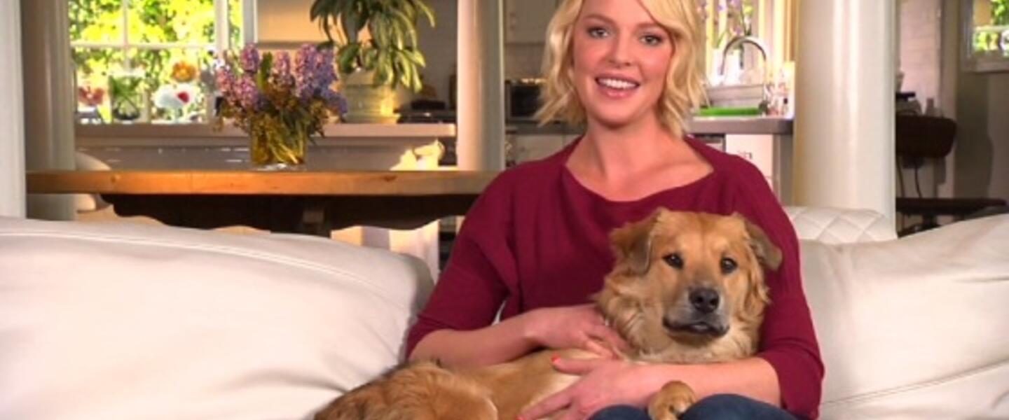 Actress Katherine Heigl hosts "Shelter Me." Actress Katherine Heigl hosts "Shelter Me."