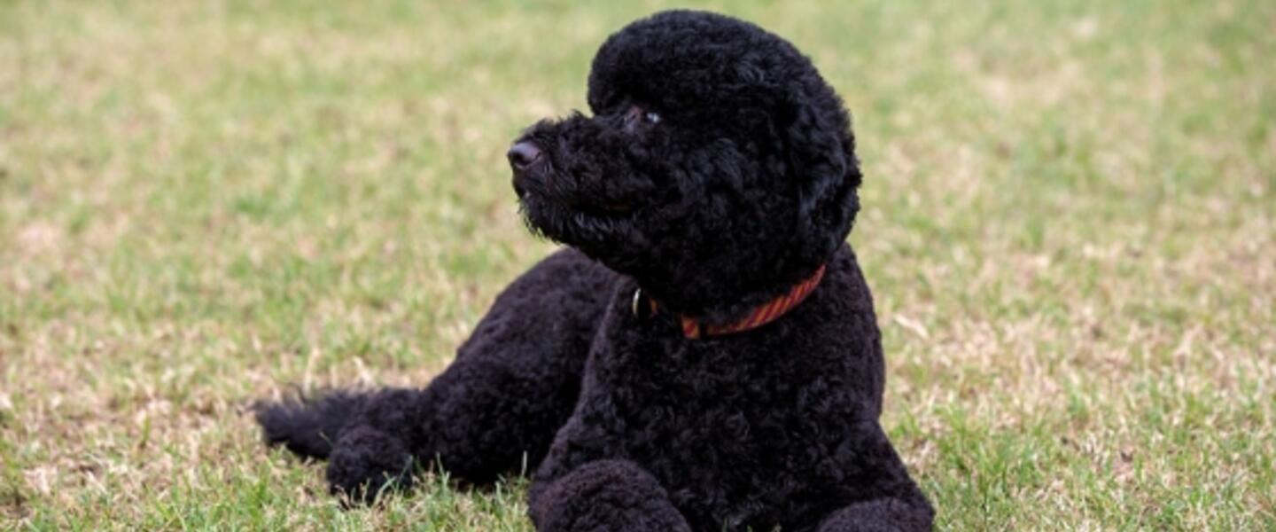 Sunny the White House dog "chillaxes" on the lawn. (Photo courtesy Photo by Pete Souza.) Sunny the White House dog "chillaxes" on the lawn. (Photo courtesy Photo by Pete Souza.)
