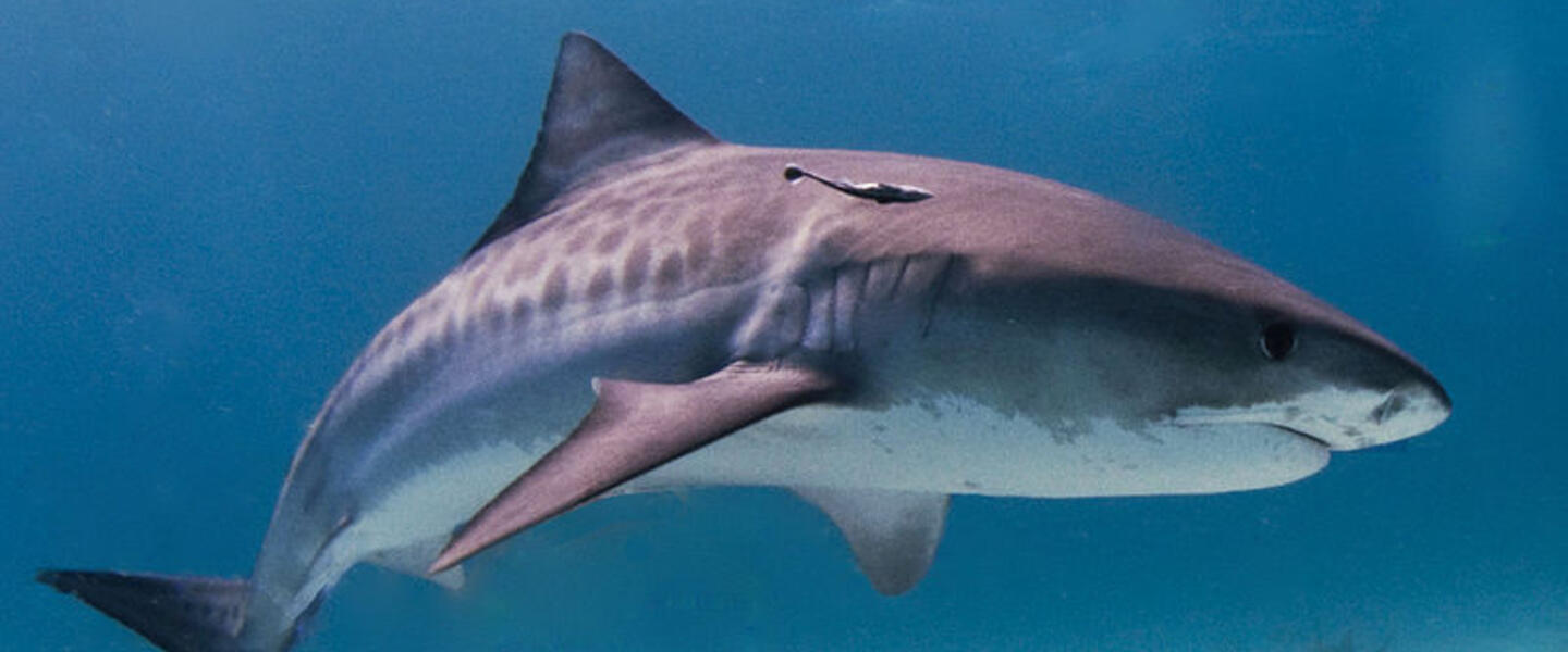 Tiger Shark: image via WikiCommons (Albert Kok) Tiger Shark: image via WikiCommons (Albert Kok)