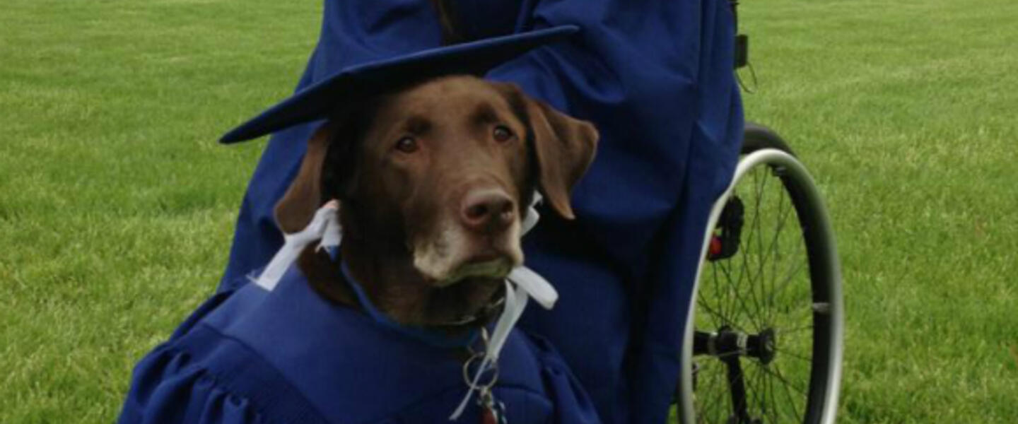 Hero the guide dog has become an internet celebrity. Hero the guide dog has become an internet celebrity.