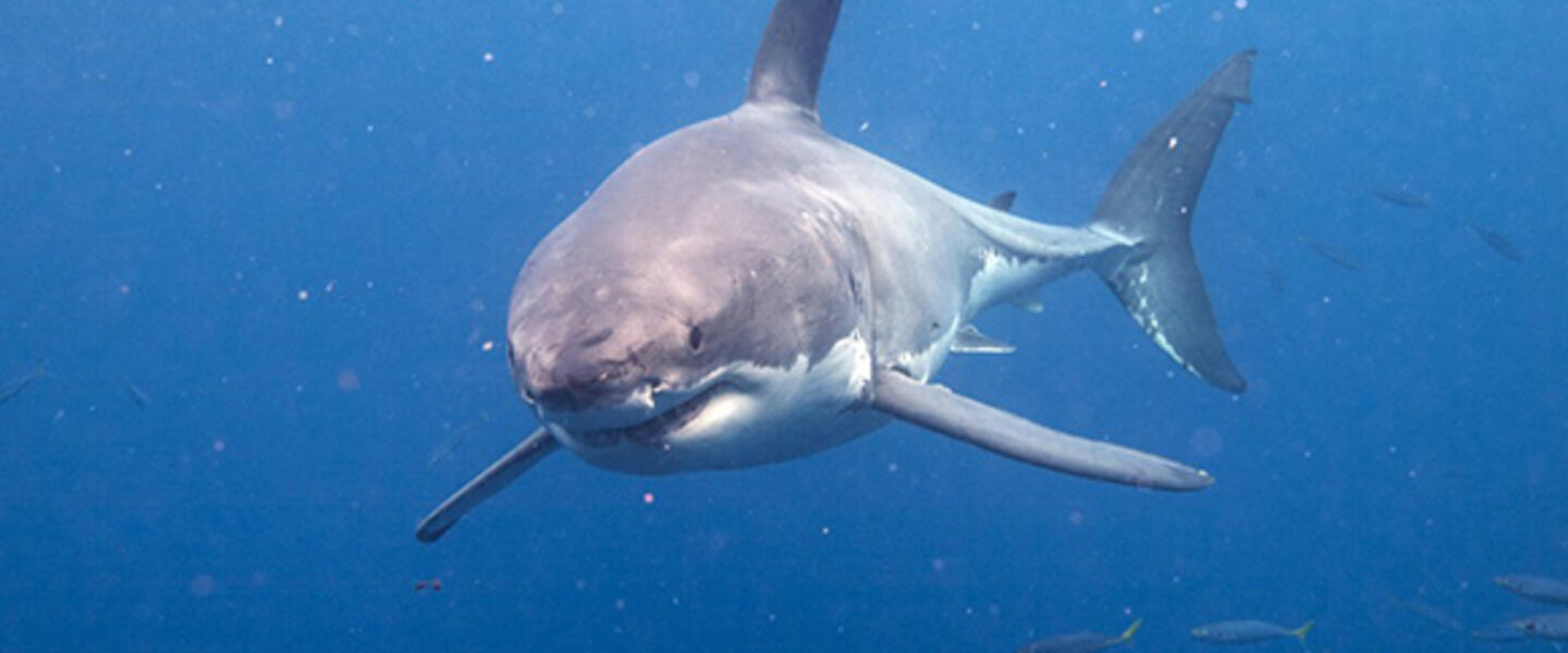 Photo courtesy http://greatwhiteshark3d.com.