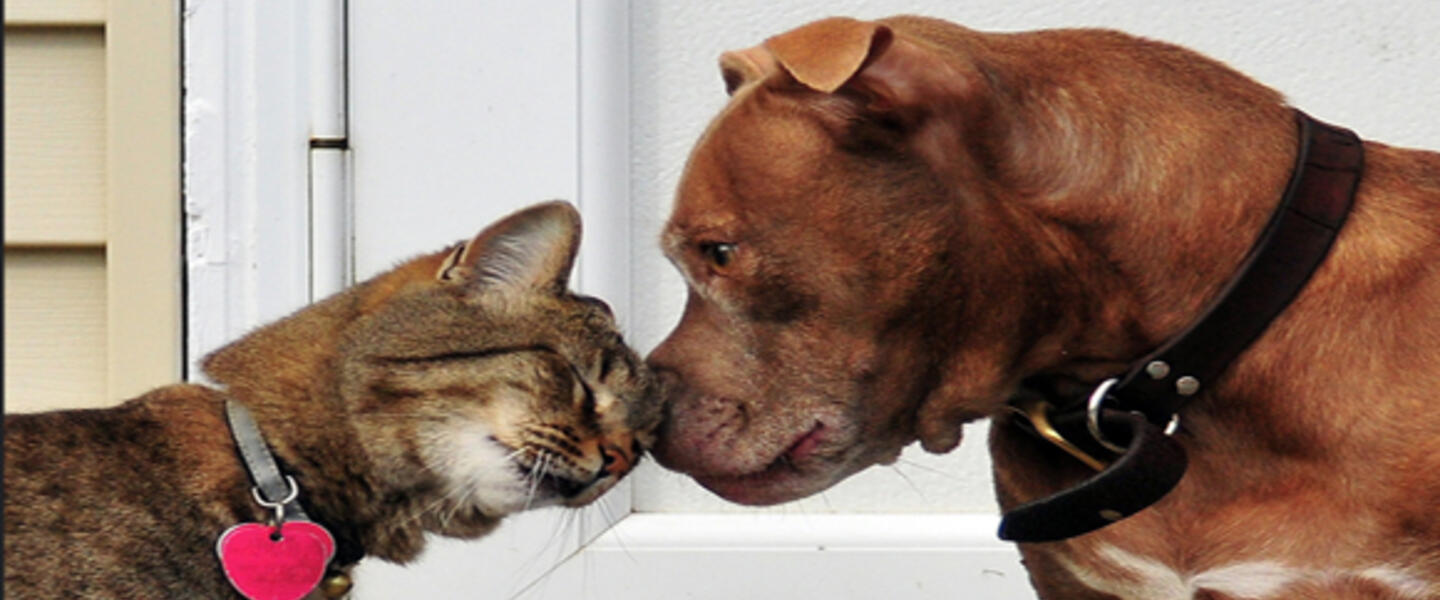 See the 5 human foods you should be giving you dogs & cats! See the 5 human foods you should be giving you dogs & cats!