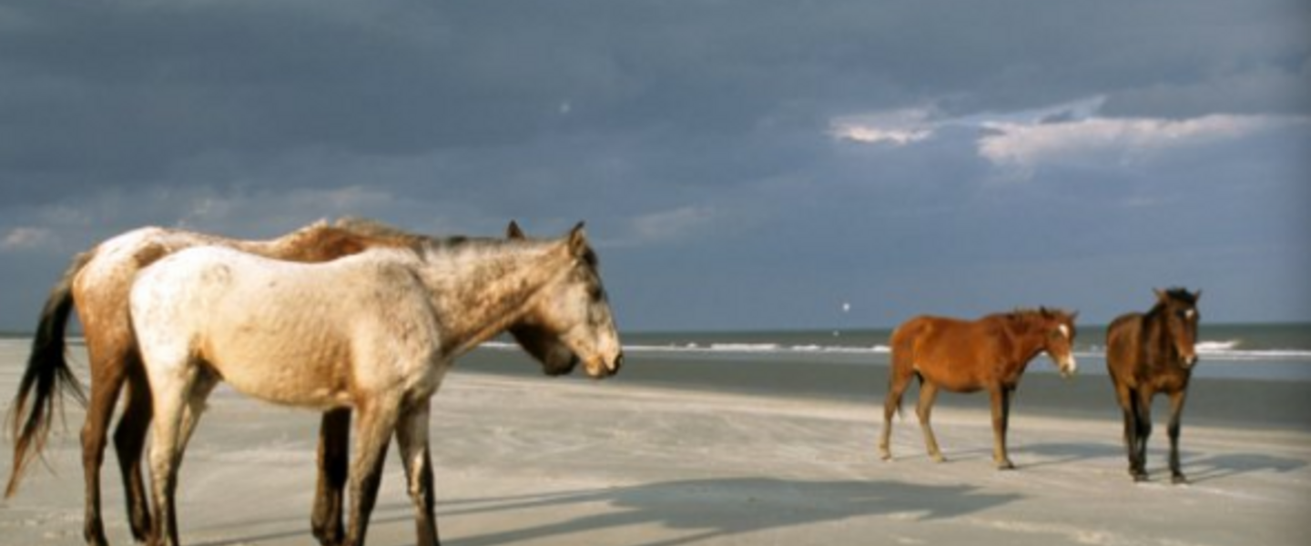 Cumberland Island where horses roan the beaches. Cumberland Island where horses roan the beaches.