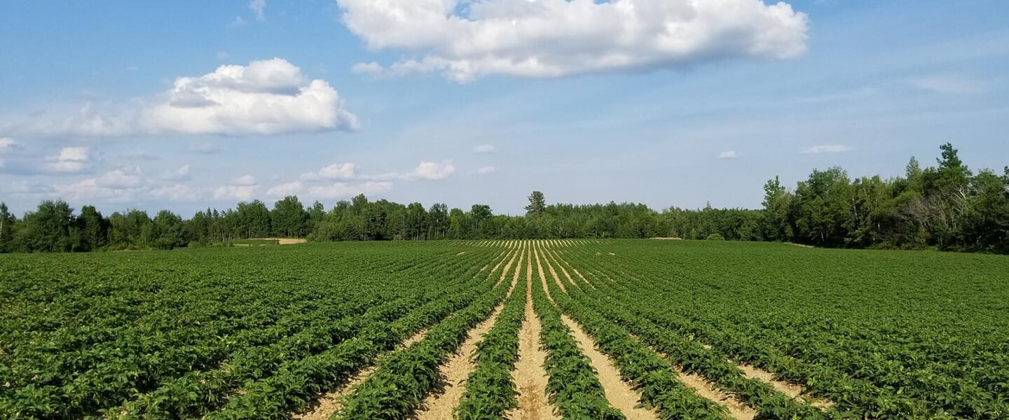 Rows of crops on a farm