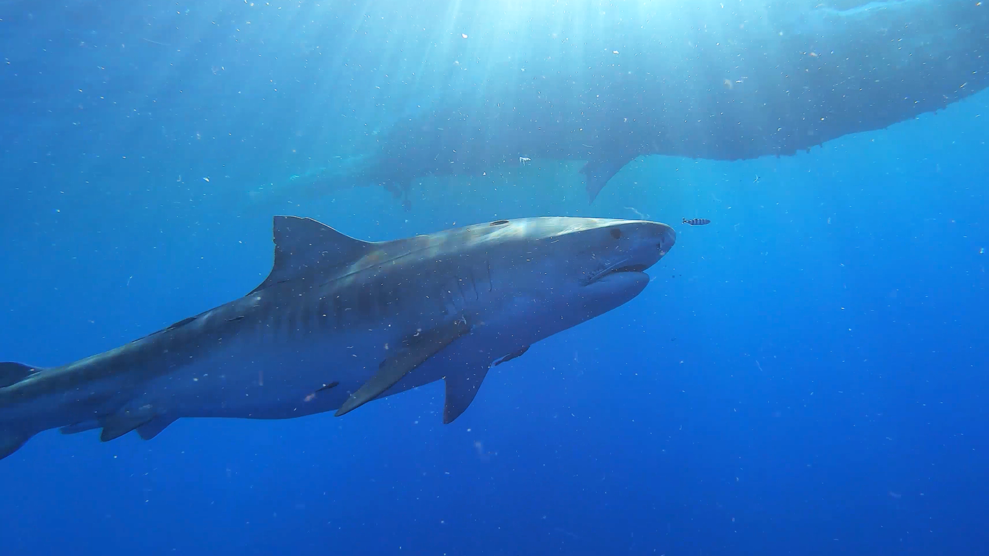 Sharks of Hawaii: asset-mezzanine-16x9