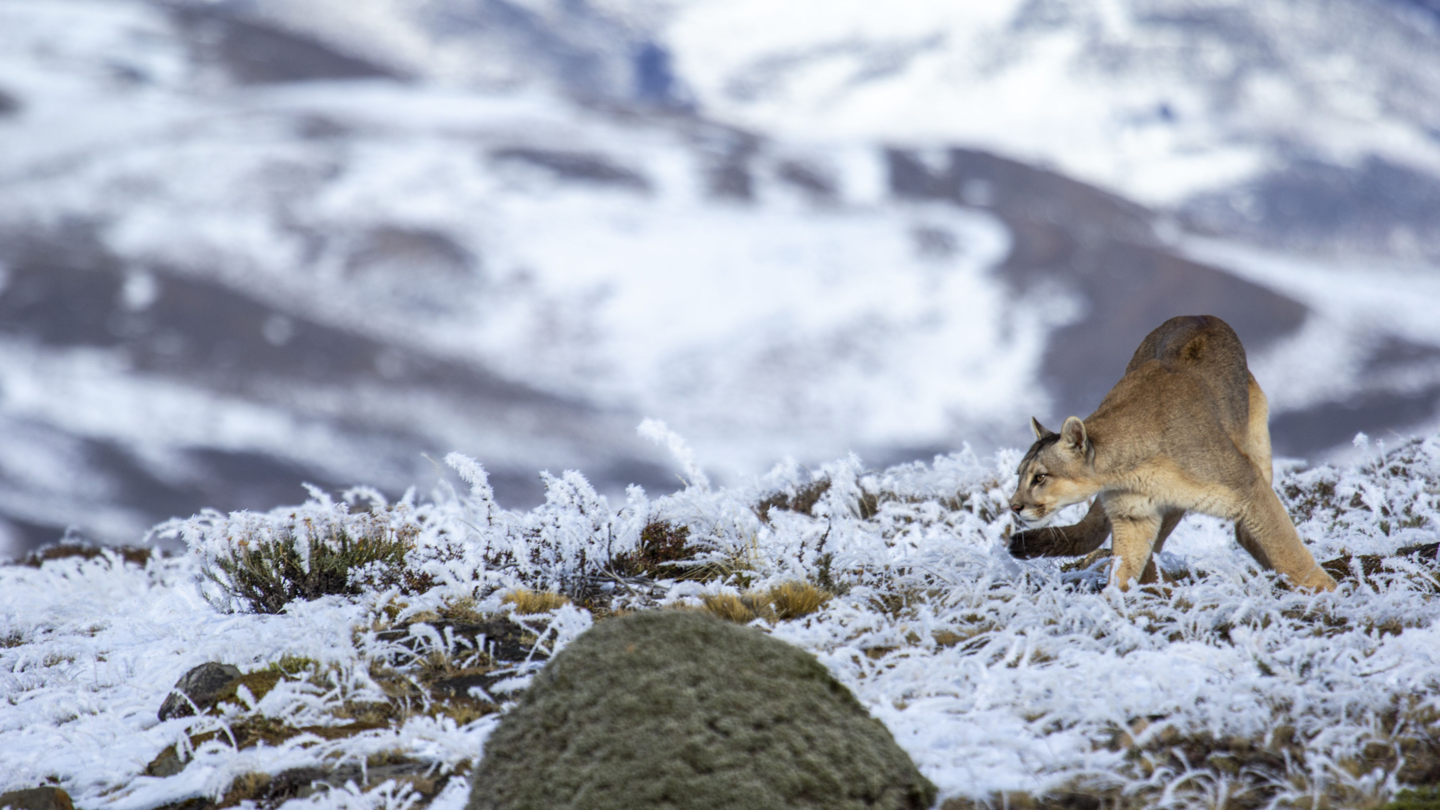 Pumas: Legends of the Ice Mountains: asset-mezzanine-16x9