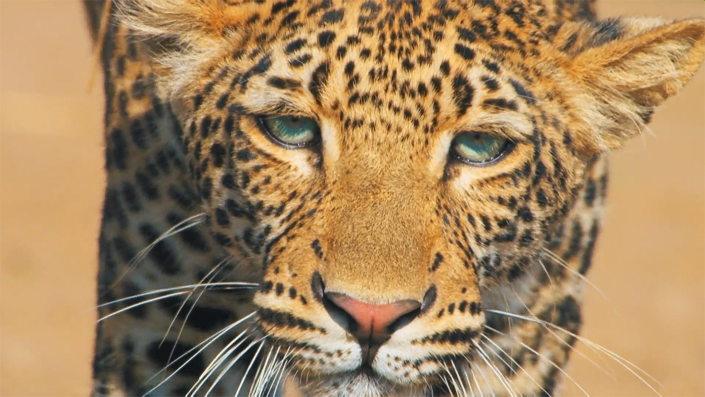 The Leopard Legacy: asset-mezzanine-16x9