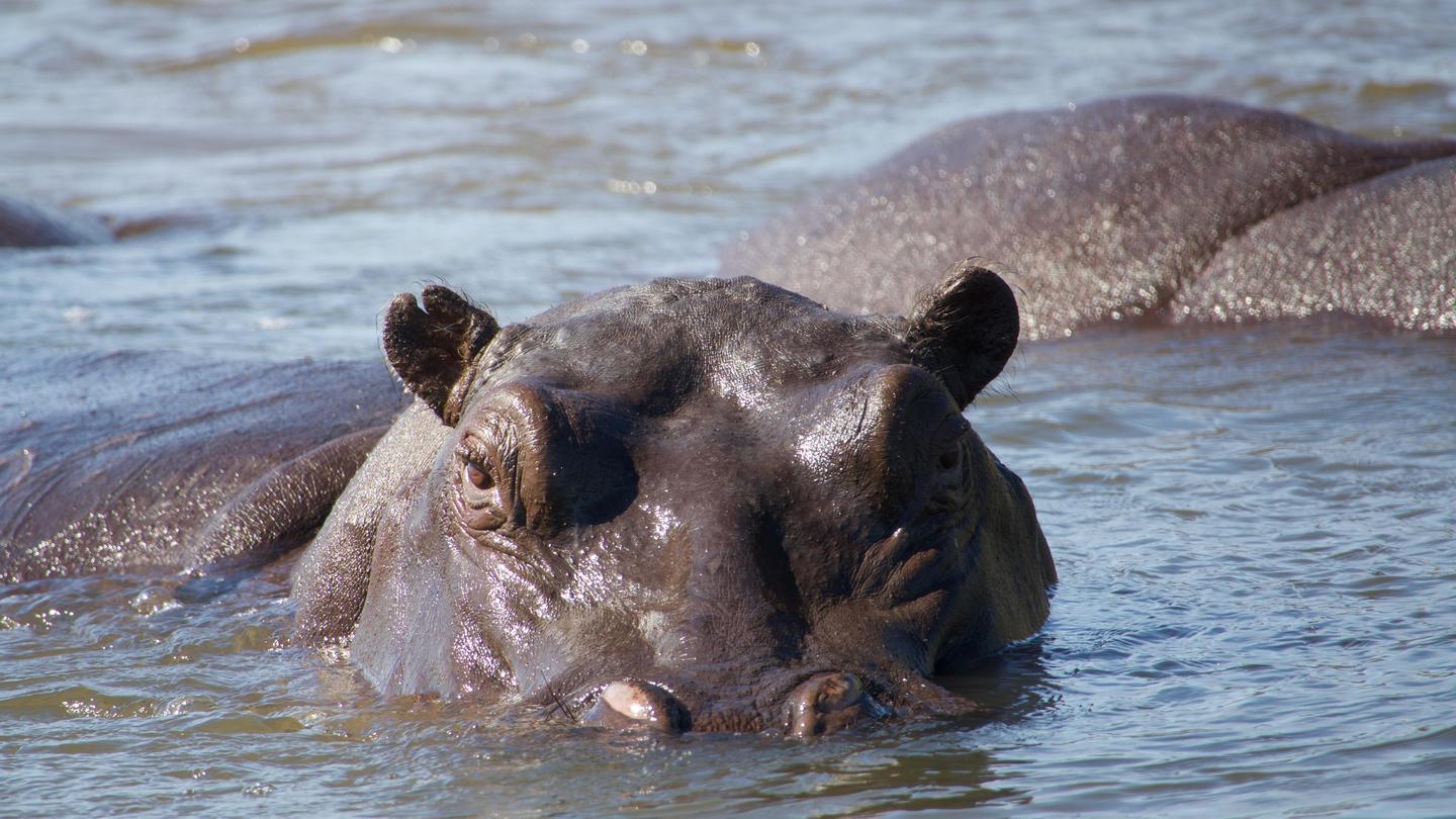 Hippos: Africa's River Giants: asset-mezzanine-16x9