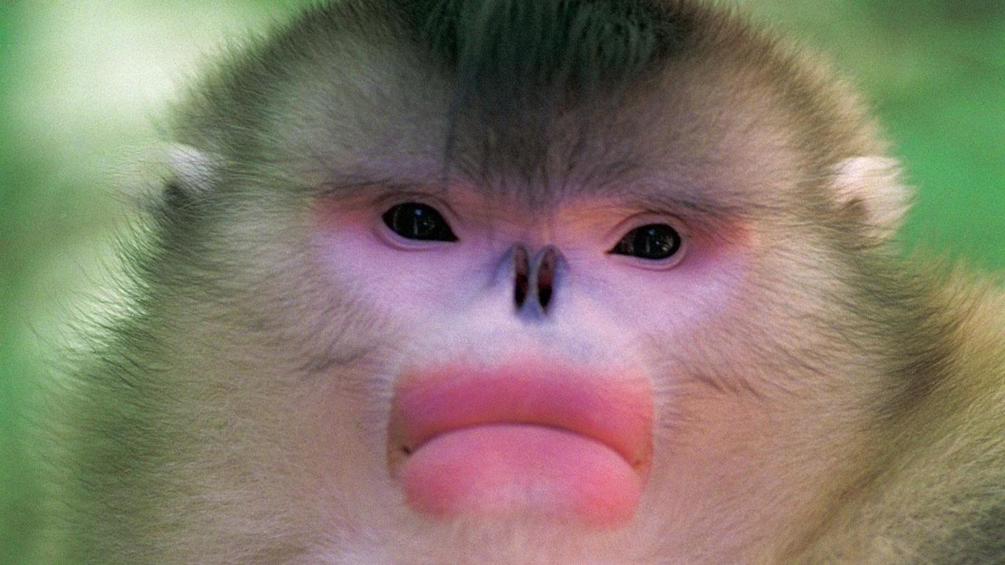 Mystery Monkeys of Shangri-La: asset-mezzanine-16x9