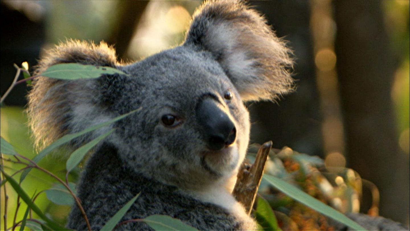 Cracking the Koala Code: asset-mezzanine-16x9