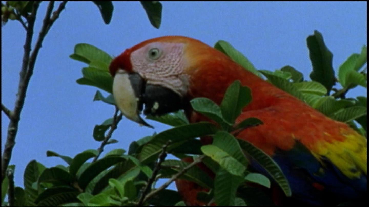 The Real Macaw: asset-mezzanine-16x9