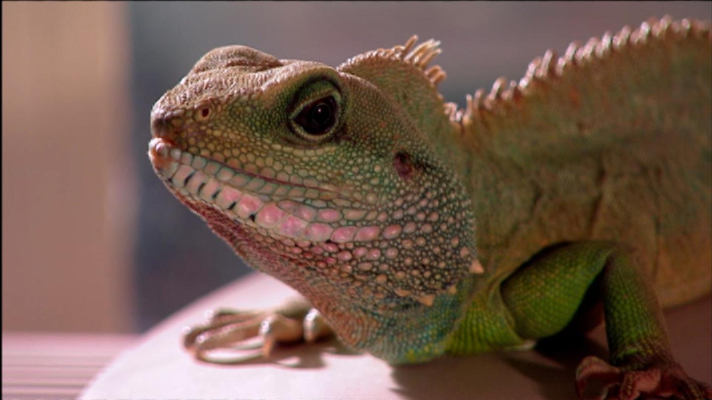 The Reptiles - Lizards: asset-mezzanine-16x9