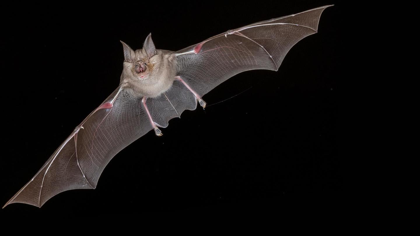 Bat Superpowers: asset-mezzanine-16x9