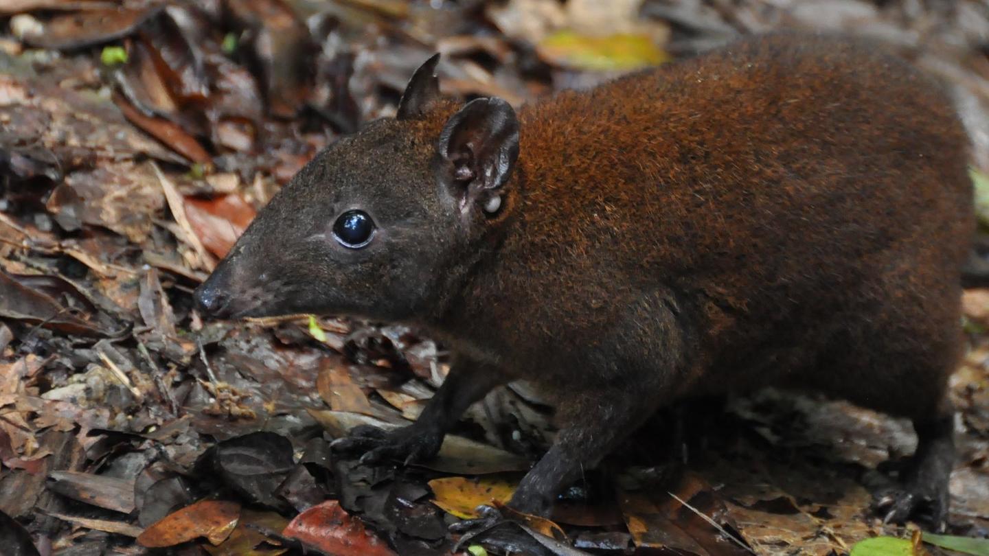 Australia's First 4 Billion Years: Strange Creatures: asset-mezzanine-16x9