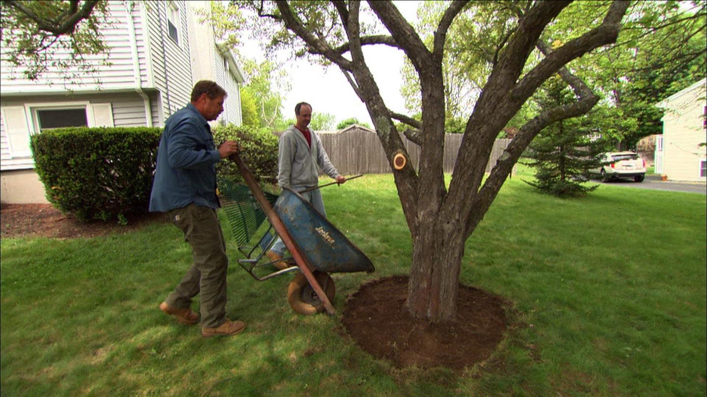Ask This Old House | New Switch, Tree Care: asset-mezzanine-16x9