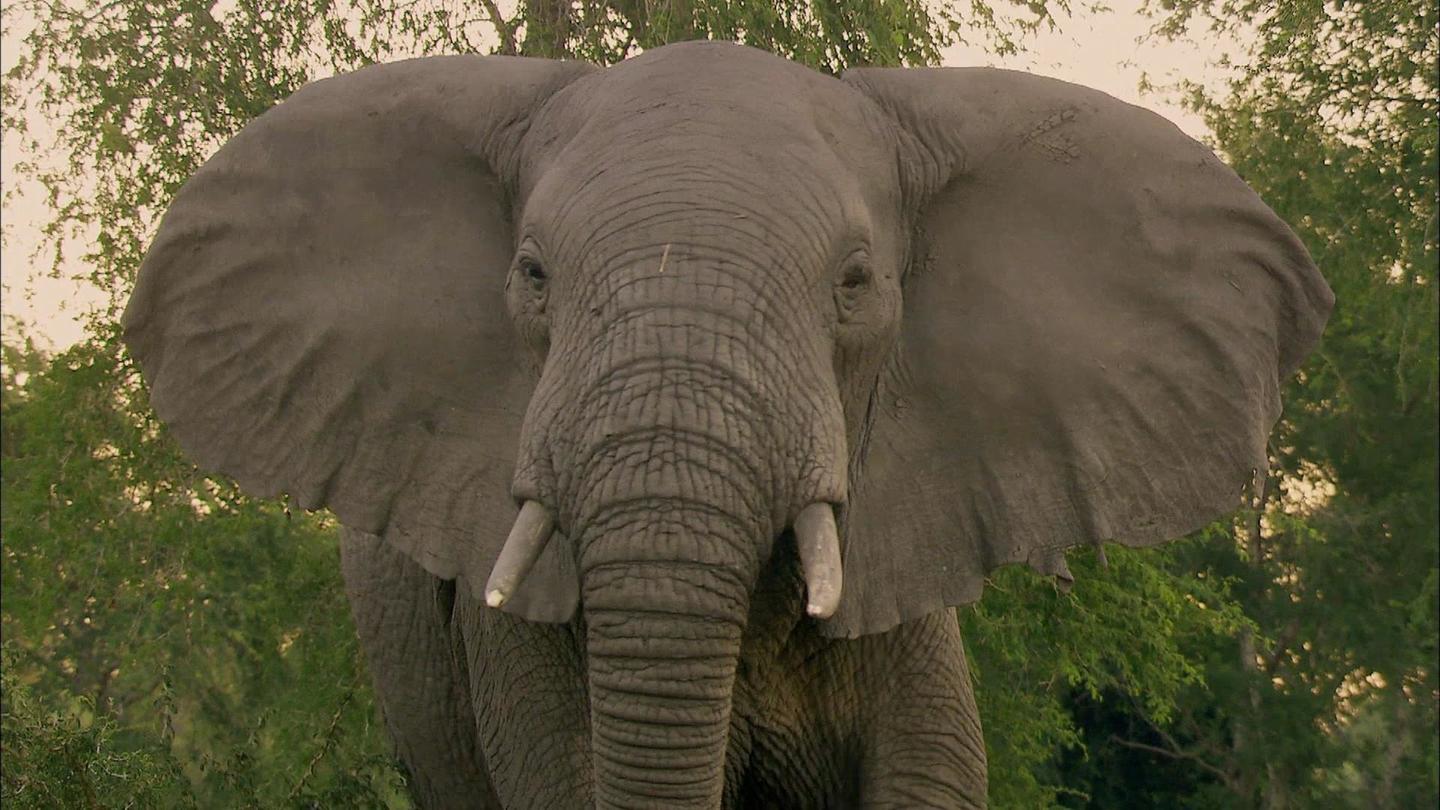 Episode 2 | Elephant Whisperer: asset-mezzanine-16x9