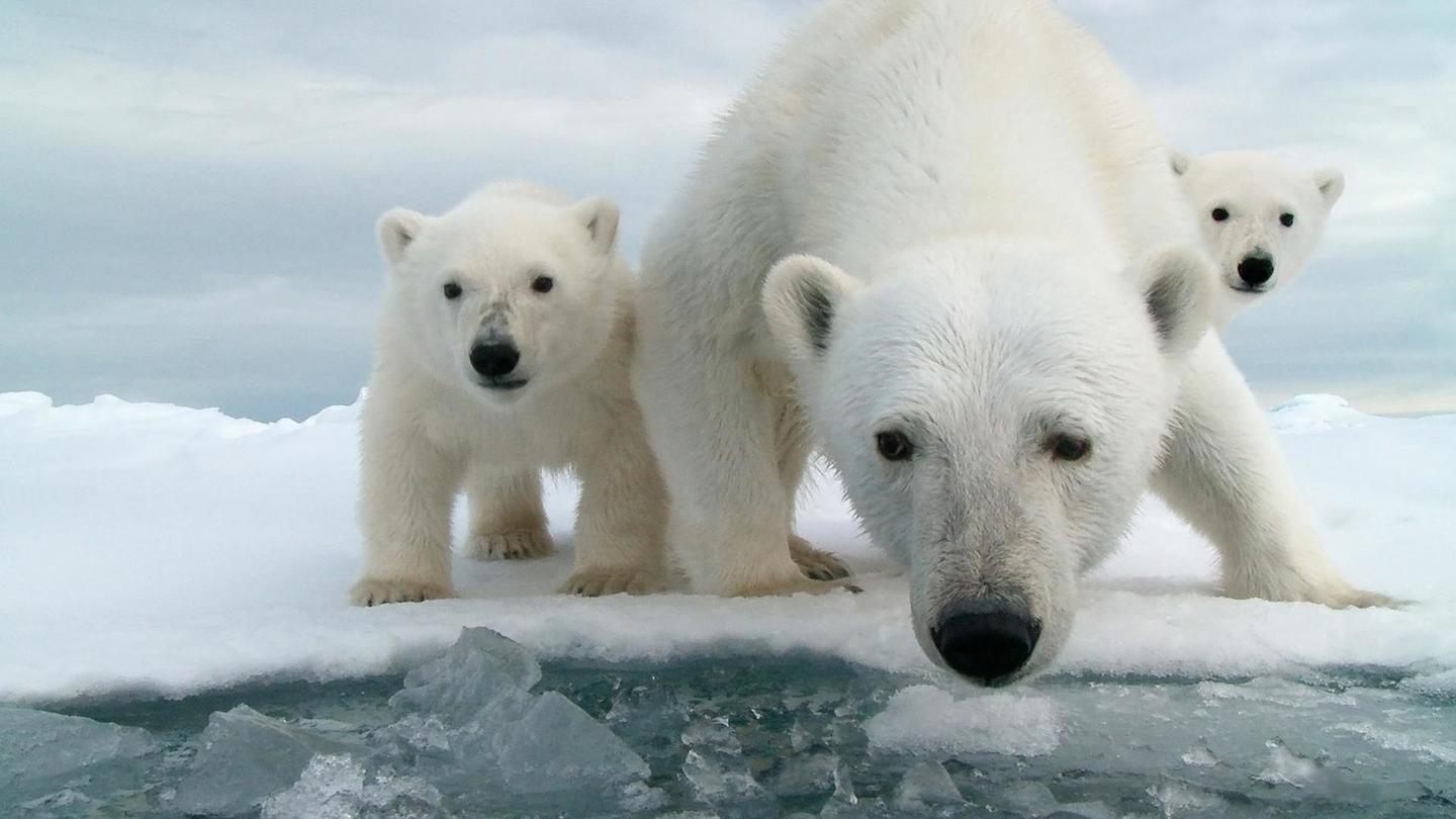 Snow Bears: asset-mezzanine-16x9