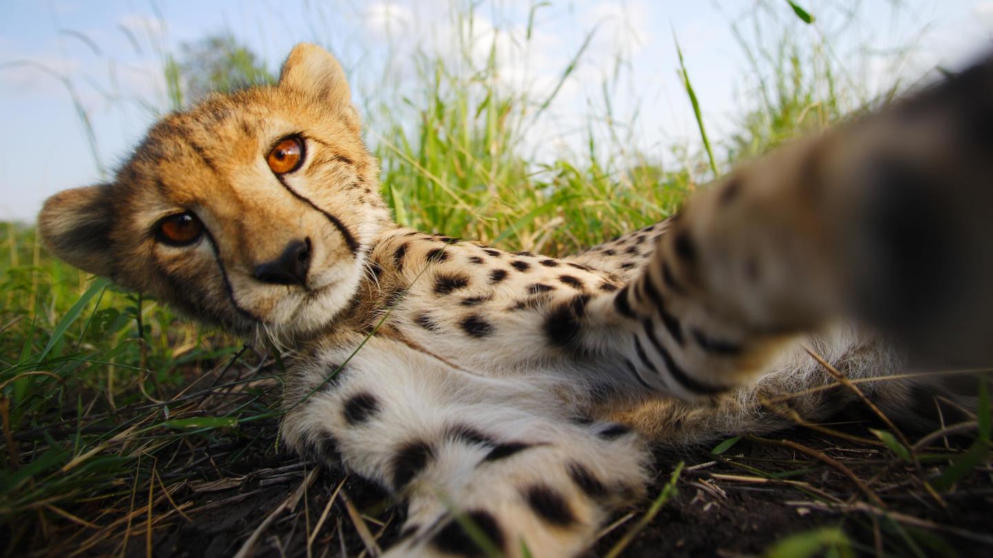 The Cheetah Children: asset-mezzanine-16x9