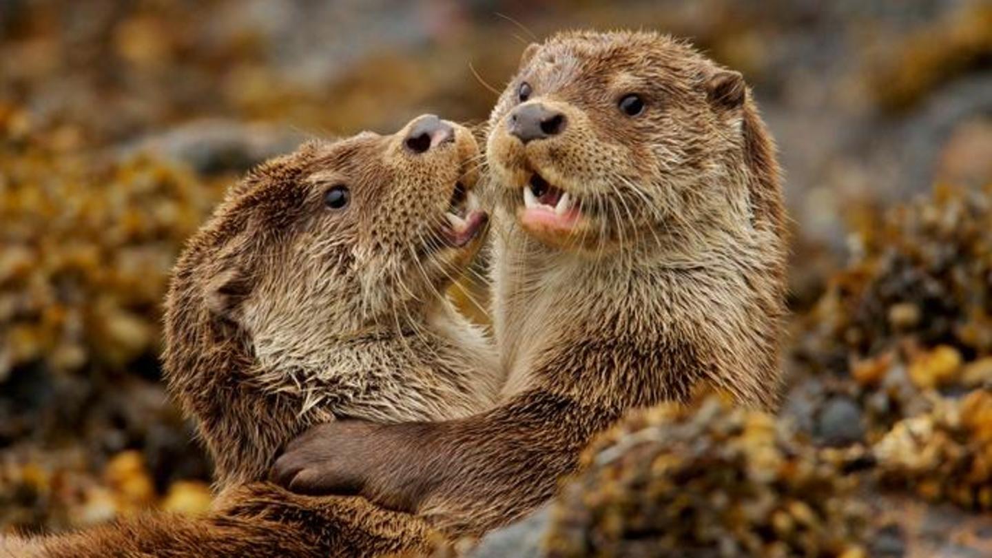 Charlie and the Curious Otters: asset-mezzanine-16x9