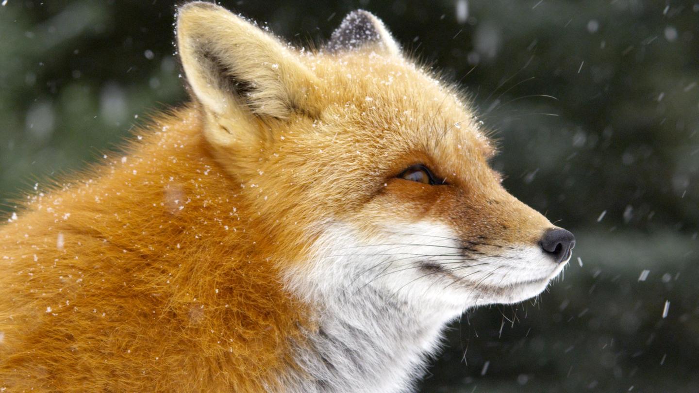 Fox Tales: asset-mezzanine-16x9
