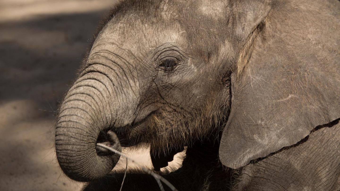 Naledi: One Little Elephant: asset-mezzanine-16x9
