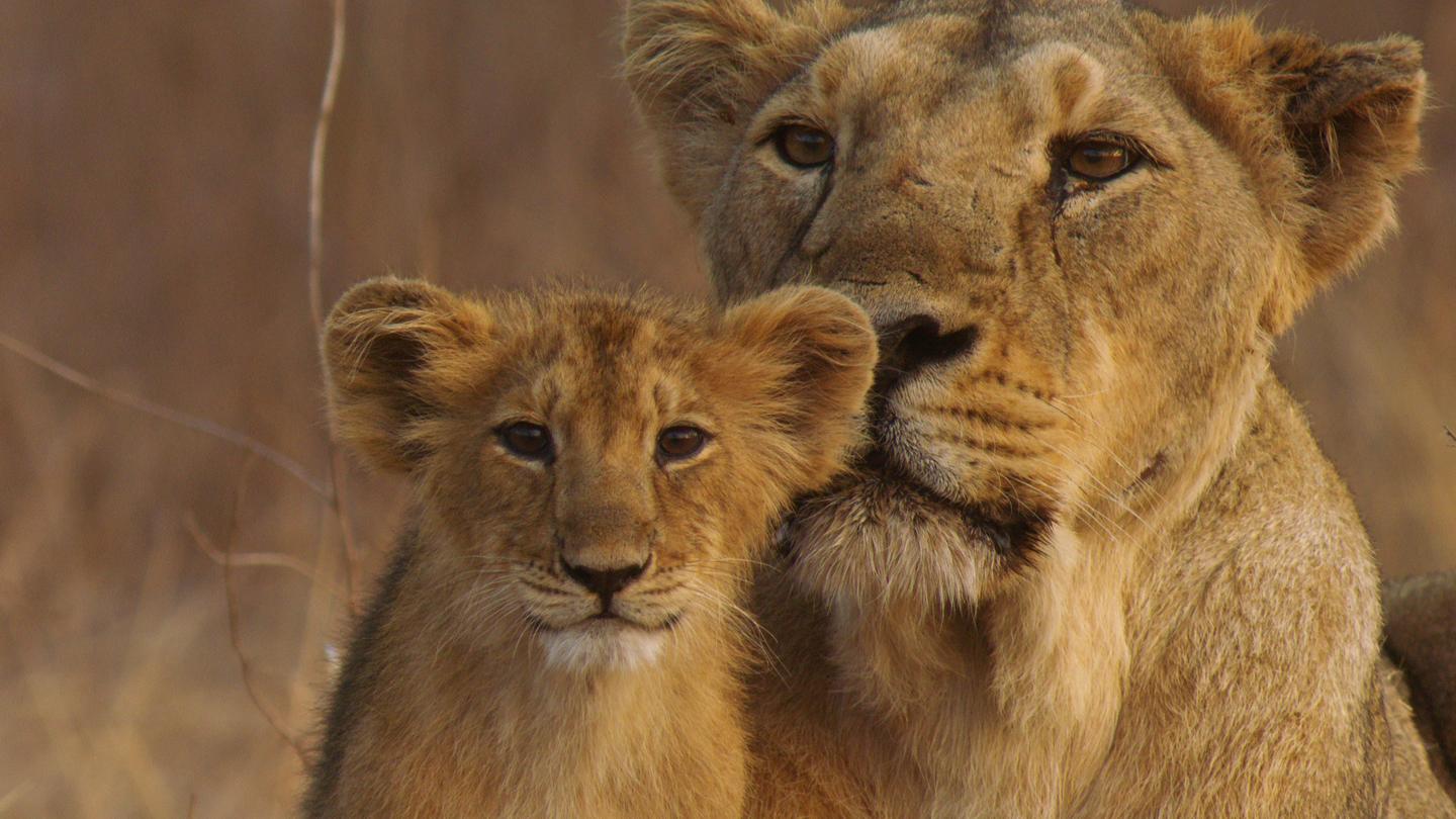 India's Wandering Lions: asset-mezzanine-16x9