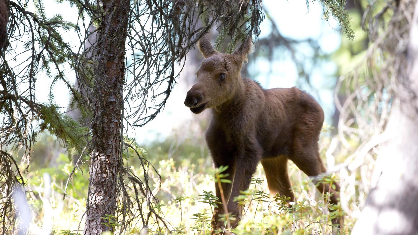Moose: Life of a Twig Eater: asset-mezzanine-16x9