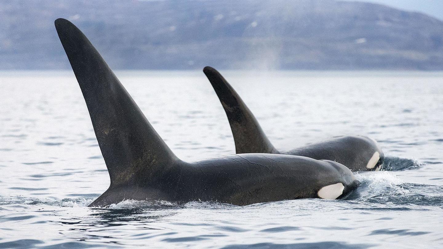 Invasion of the Killer Whales: asset-mezzanine-16x9