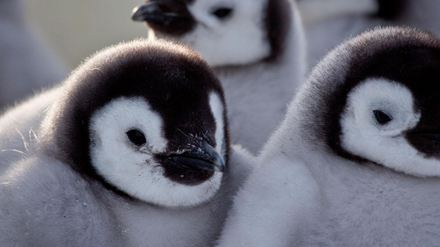 Penguins: Spy in the Huddle | Episode 2 | First Steps: asset-mezzanine-16x9