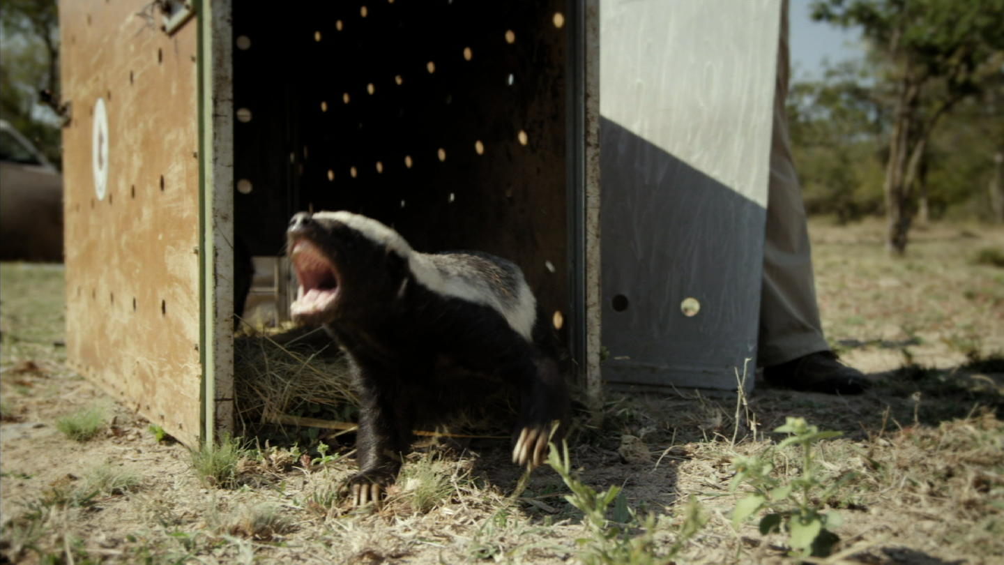 Honey Badgers: Masters of Mayhem: asset-mezzanine-16x9